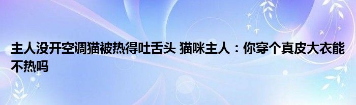 主人没开空调猫被热得吐舌头 猫咪主人：你穿个真皮大衣能不热吗