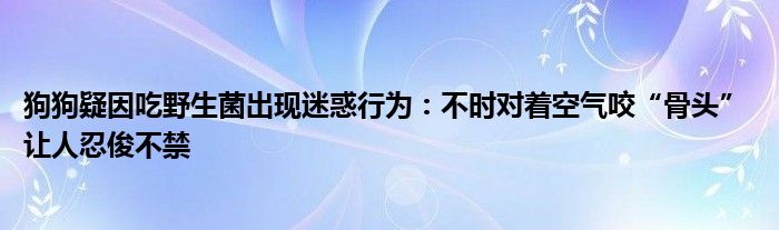 狗狗疑因吃野生菌出现迷惑行为：不时对着空气咬“骨头” 让人忍俊不禁