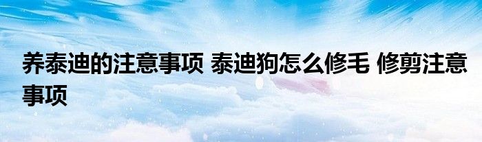 养泰迪的注意事项 泰迪狗怎么修毛 修剪注意事项