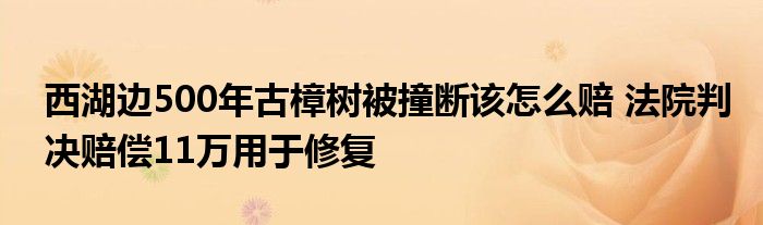 西湖边500年古樟树被撞断该怎么赔 法院判决赔偿11万用于修复